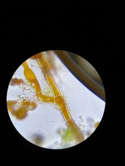 Trentepohlia abietina