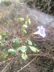 Ipomoea parasitica