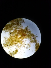 Trentepohlia abietina