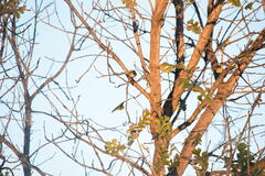 Setophaga coronata