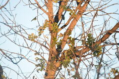 Setophaga coronata