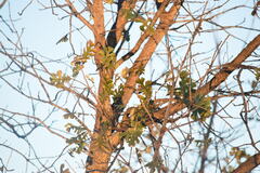 Setophaga coronata