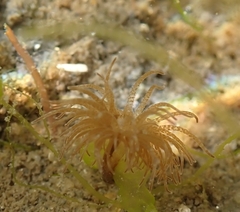 Bunodeopsis