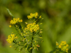 Rorippa globosa