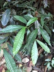 Ficus nervosa