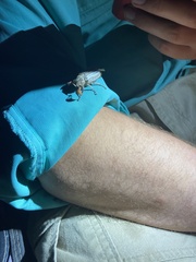 Polyphylla decemlineata