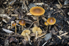 Conocybe brunnea