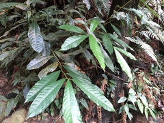 Ficus nervosa