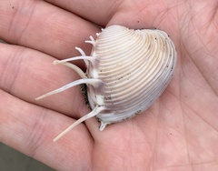 Hysteroconcha lupanaria