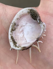 Hysteroconcha lupanaria