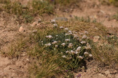 Gypsophila capituliflora
