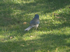 Aphelocoma wollweberi