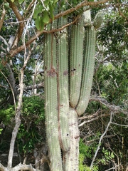 Cephalocereus nudus