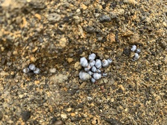 Echinolittorina aspera