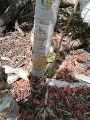 Bursera schlechtendalii