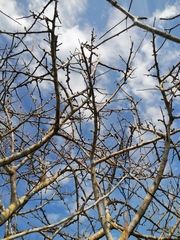 Bursera schlechtendalii
