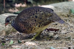Tropicoperdix chloropus
