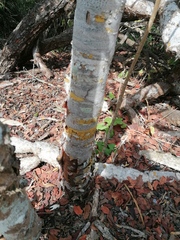 Bursera schlechtendalii