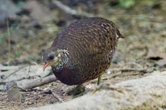 Tropicoperdix chloropus