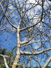 Bursera schlechtendalii