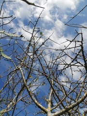 Bursera schlechtendalii
