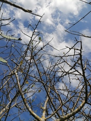 Bursera schlechtendalii