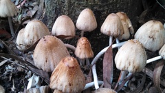 Micacei
