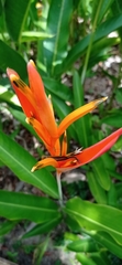 Heliconia psittacorum