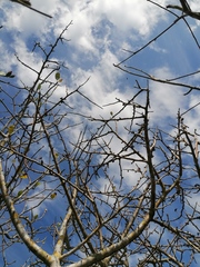 Bursera schlechtendalii