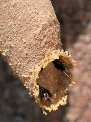 Nannotrigona