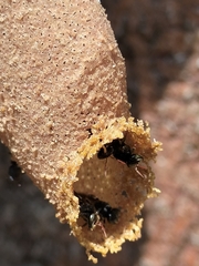 Nannotrigona