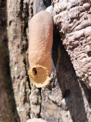 Nannotrigona
