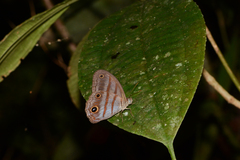 Magneuptychia analis