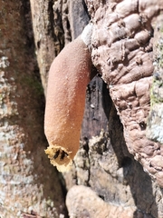 Nannotrigona