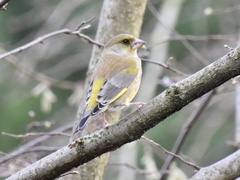 Chloris chloris