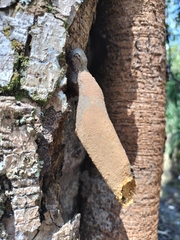 Nannotrigona