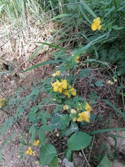 Senna pallida