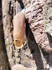 Nannotrigona