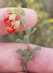 Hermannia trifoliata