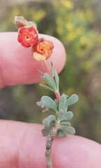Hermannia trifoliata