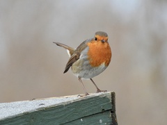 Erithacus rubecula