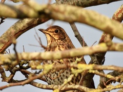 Turdus philomelos
