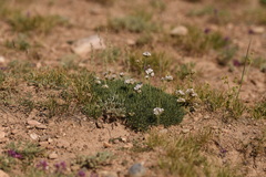 Gypsophila capituliflora