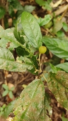 Croton zeylanicus