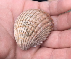 Trachycardium procerum