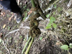 Bothriechis schlegelii