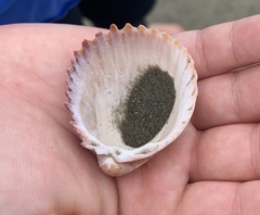 Trachycardium procerum