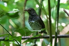 Turdus cardis