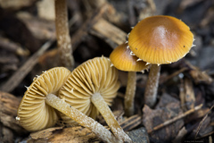 Conocybe brunnea