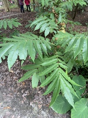 Pometia pinnata
